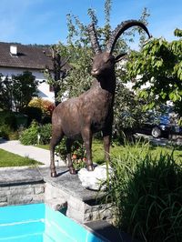 Unser Steinbock als Brunnenfigur