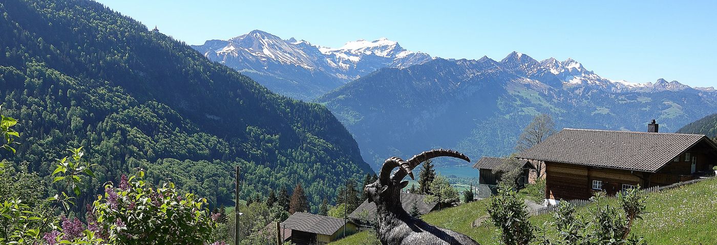 Interlaken Steinbock